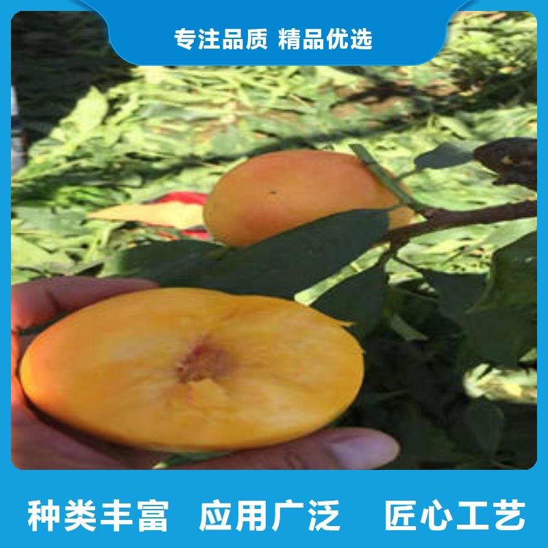 桃树苗批发商