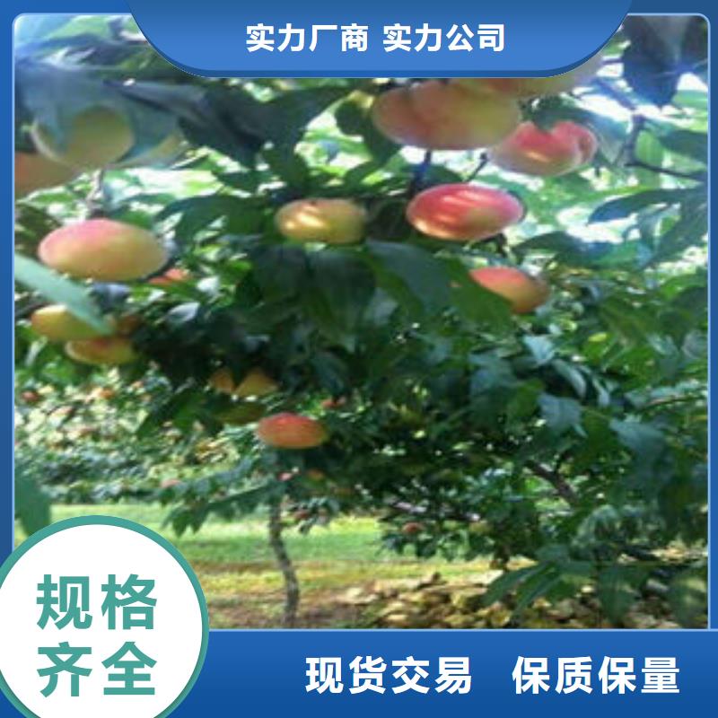 源头把关放心选购【桃树苗】,山楂苗用心细节_兴海苗木种植合作社