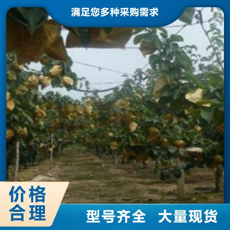 梨树苗桃树苗省心又省钱