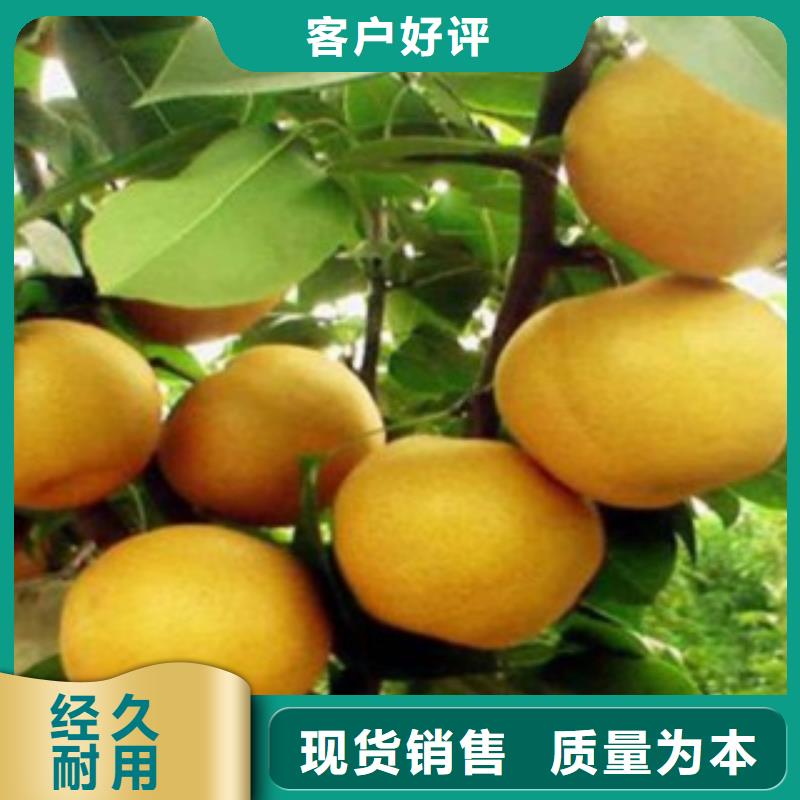 梨树苗蓝莓苗质量优价格低