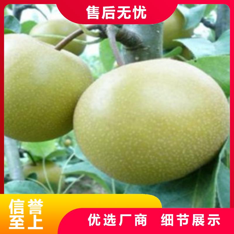 梨树苗核桃苗选择大厂家省事省心