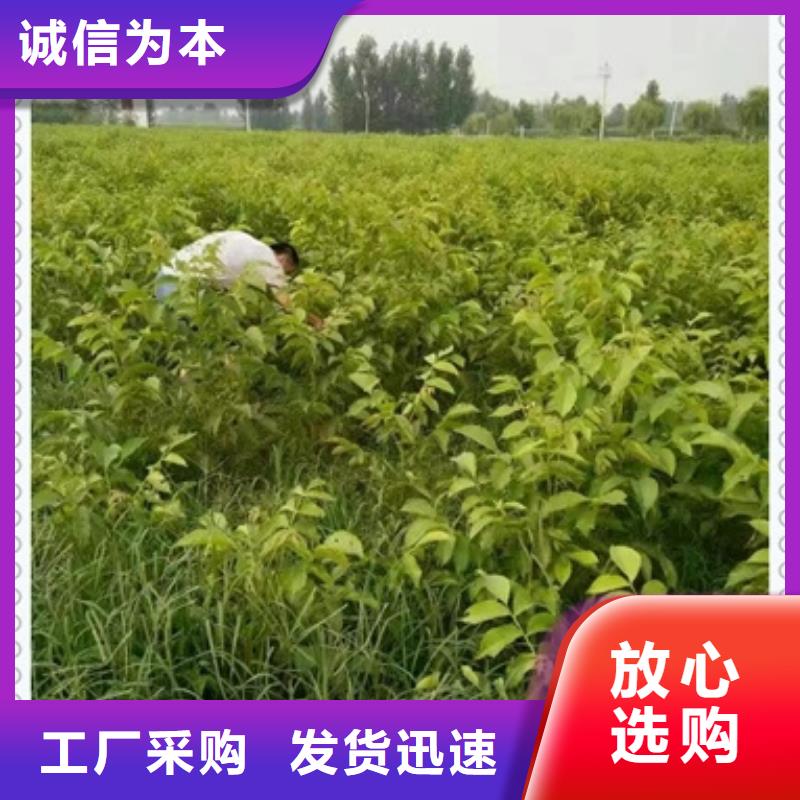 【核桃苗梨树苗好品质经得住考验】