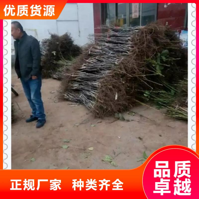 【核桃苗梨树苗好品质经得住考验】