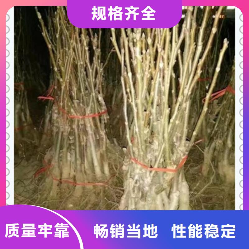 【核桃苗】山楂苗好品质售后无忧