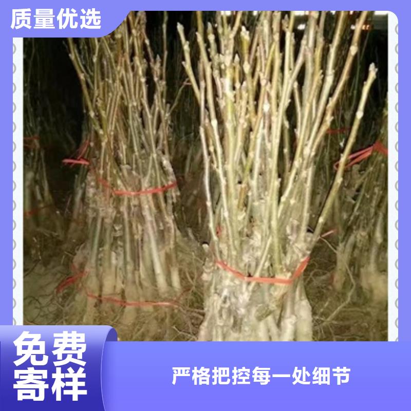 核桃苗苹果苗批发供应