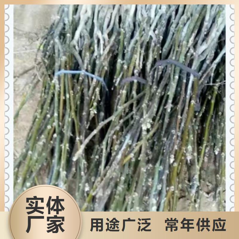 核桃苗苹果苗批发供应