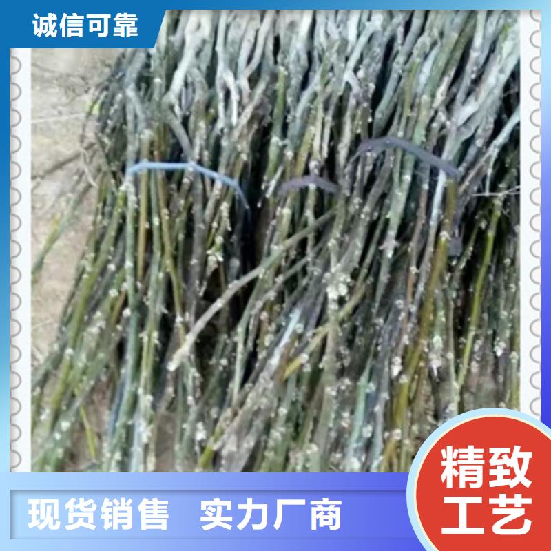 【做工细致 核桃苗-桃树苗敢与同行比服务】-{兴海}