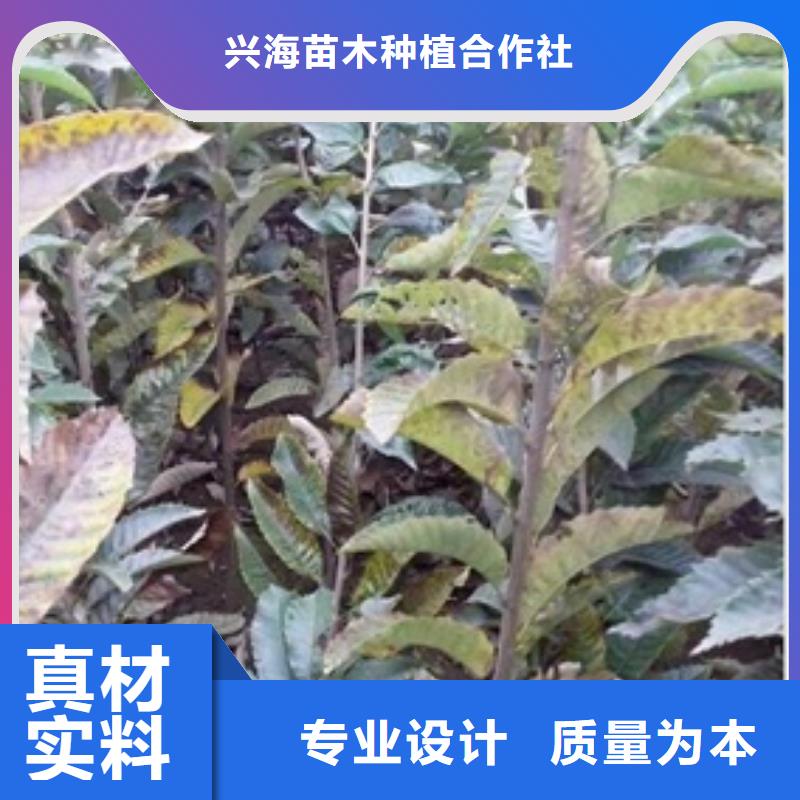 板栗苗,桃树苗每个细节都严格把关