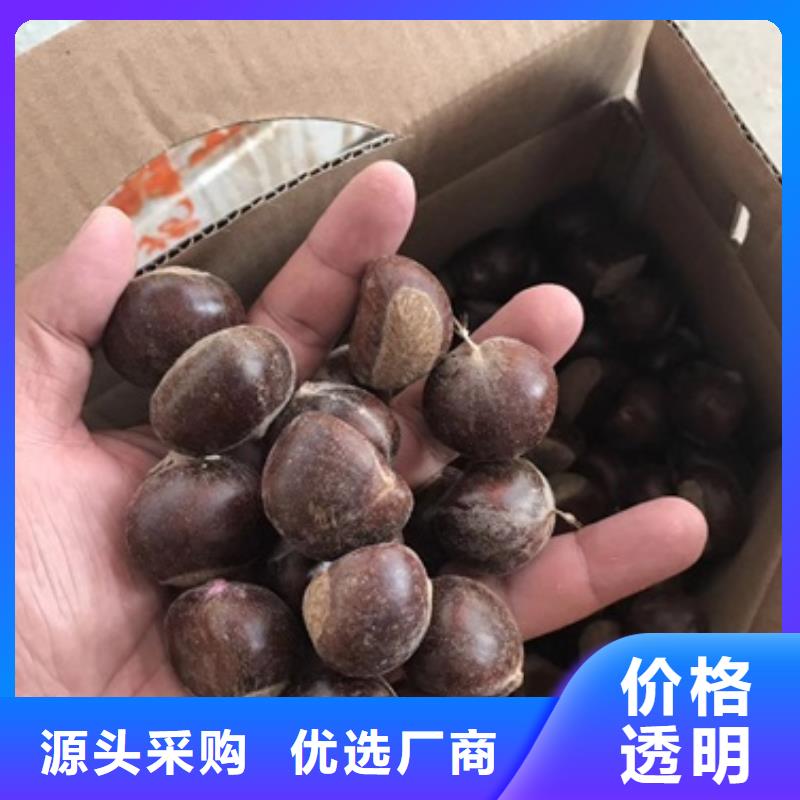 板栗苗核桃苗质量优价格低