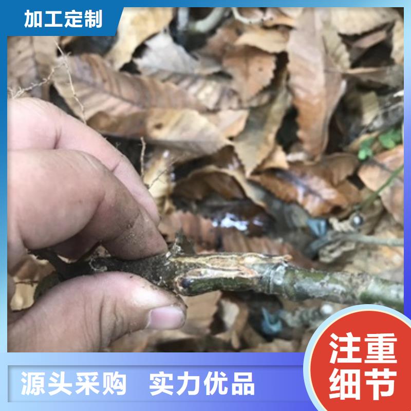 板栗苗梨树苗源头厂家供应