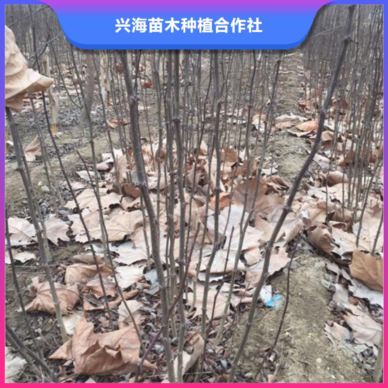 花椒苗资质认证