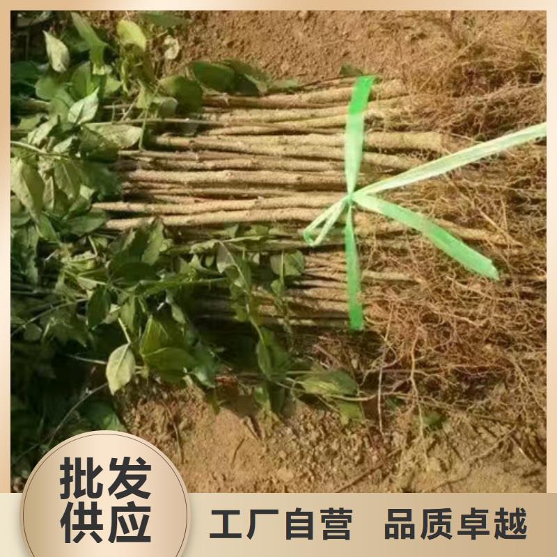 花椒苗-蓝莓苗工艺成熟