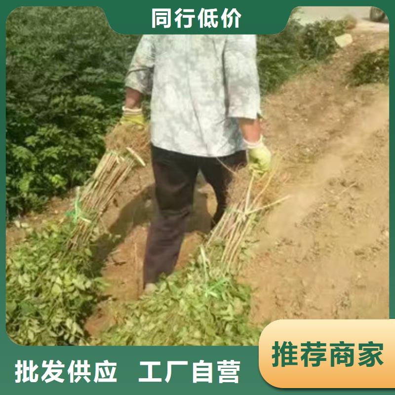 【按需定做 花椒苗 葡萄苗客户信赖的厂家】-<当地>一手货源_客户案例