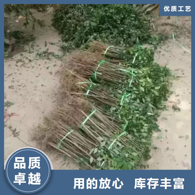 花椒苗板栗苗质量好