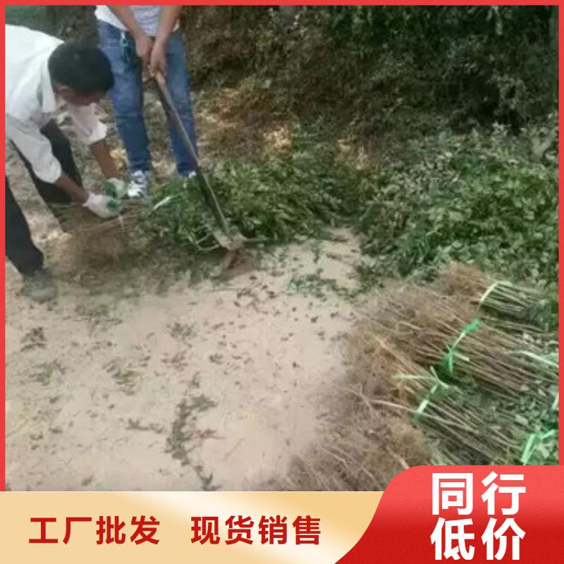 检验发货 花椒苗【梨树苗】您身边的厂家-兴海苗木种植合作社-产品视频