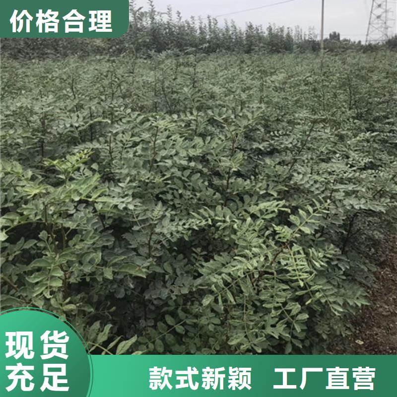 花椒苗梨树苗厂家规格全