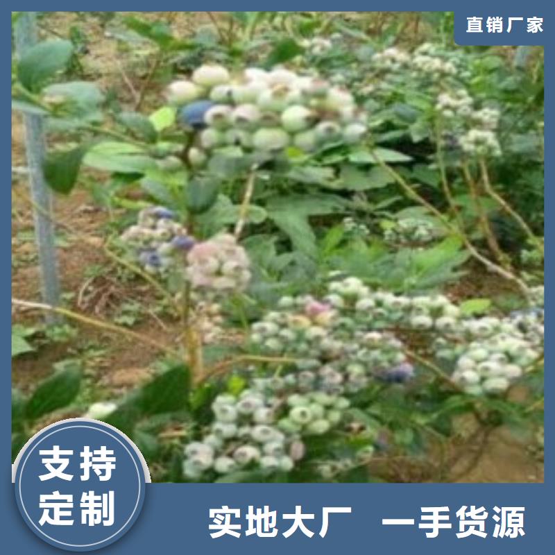 蓝莓苗,花椒苗精选厂家好货