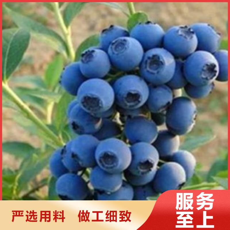 蓝莓苗【桃树苗】的图文介绍