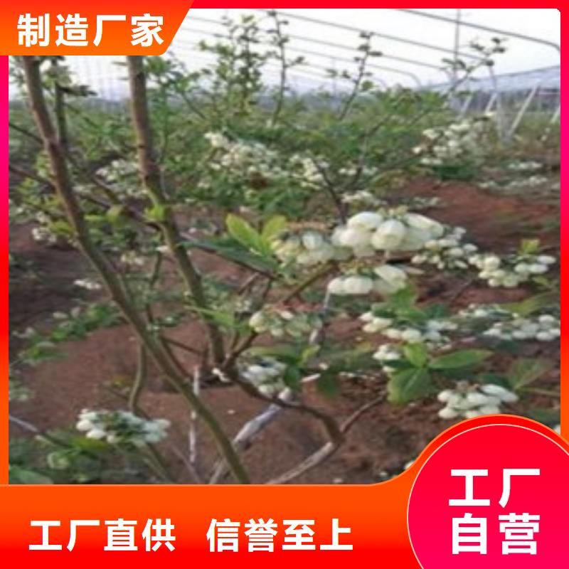 【蓝莓苗】李子苗细节决定成败