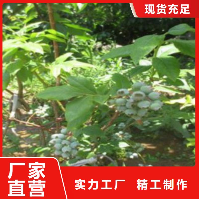 【蓝莓苗】李子苗细节决定成败