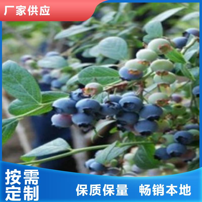蓝莓苗【桃树苗】的图文介绍