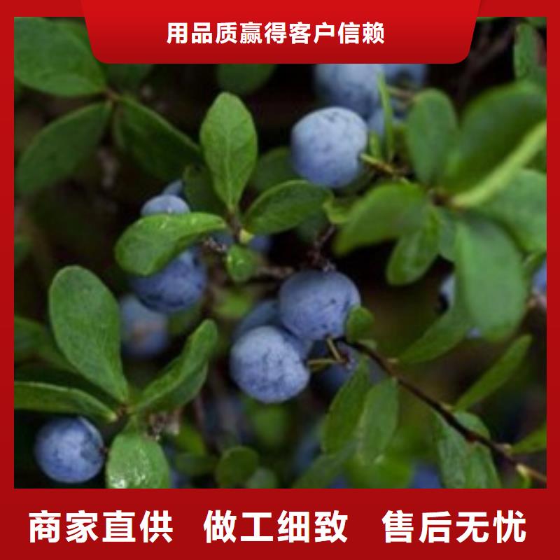 蓝莓苗桃树苗48小时发货