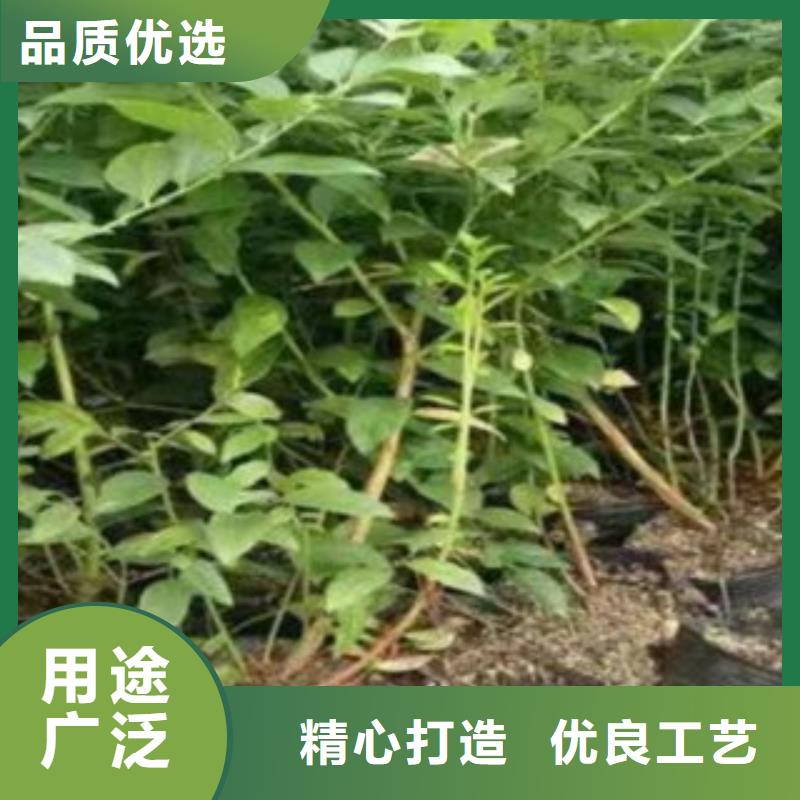 蓝莓苗李子苗优质原料