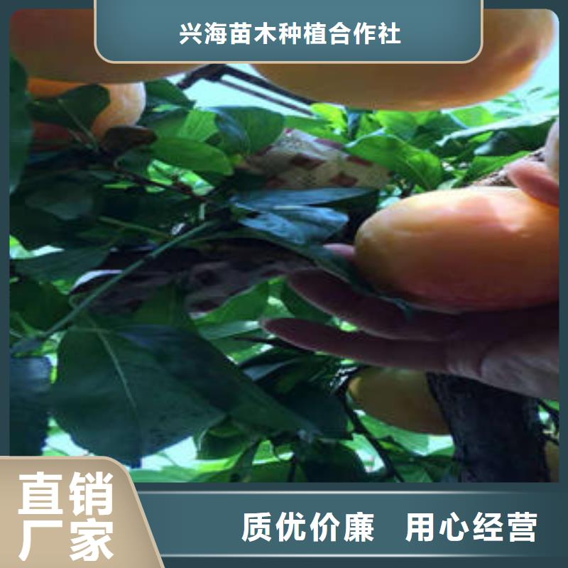 李子苗桃树苗值得买