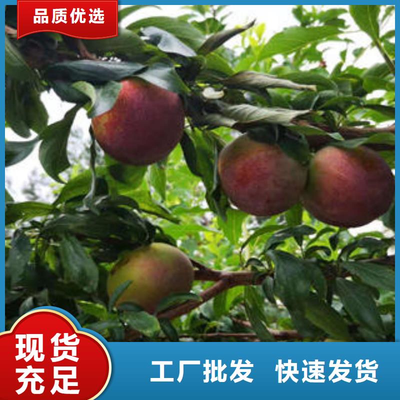 【实地大厂 李子苗,苹果苗规格齐全实力厂家】-{兴海},工厂认证