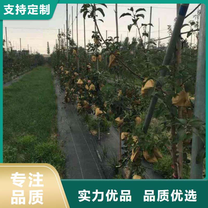 苹果苗梨树苗使用方法