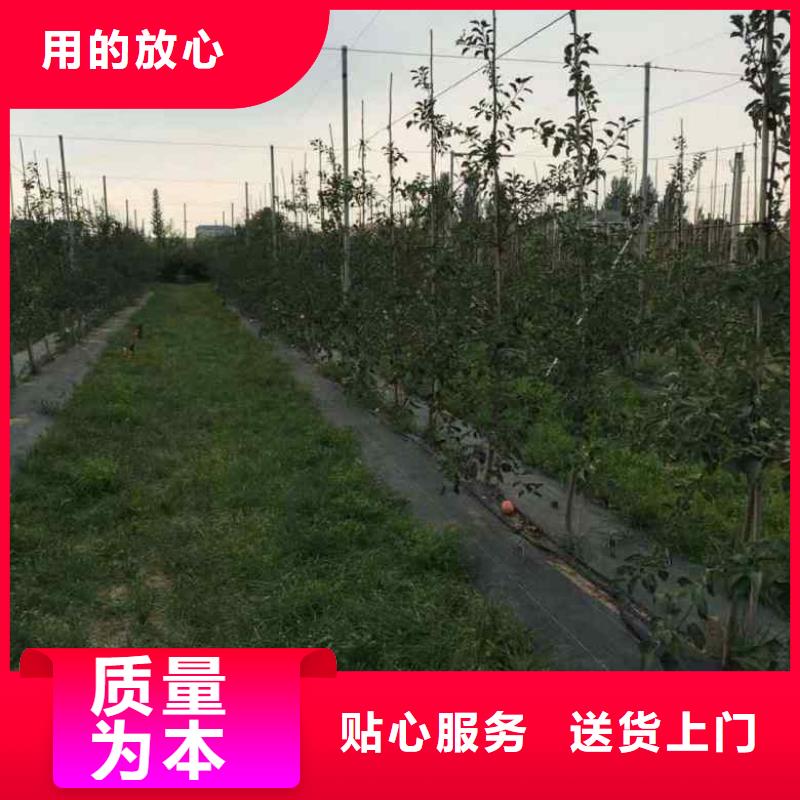 苹果苗【蓝莓苗】当地厂家值得信赖