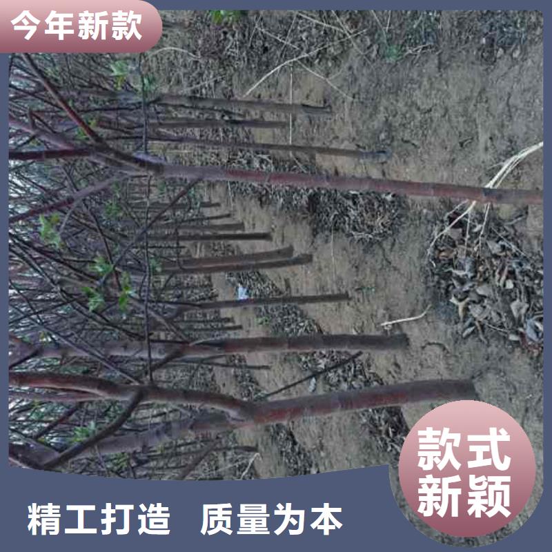 苹果苗【蓝莓苗】当地厂家值得信赖