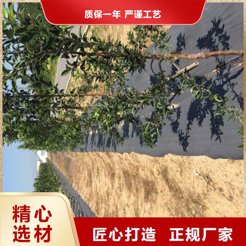 苹果苗【蓝莓苗】当地厂家值得信赖