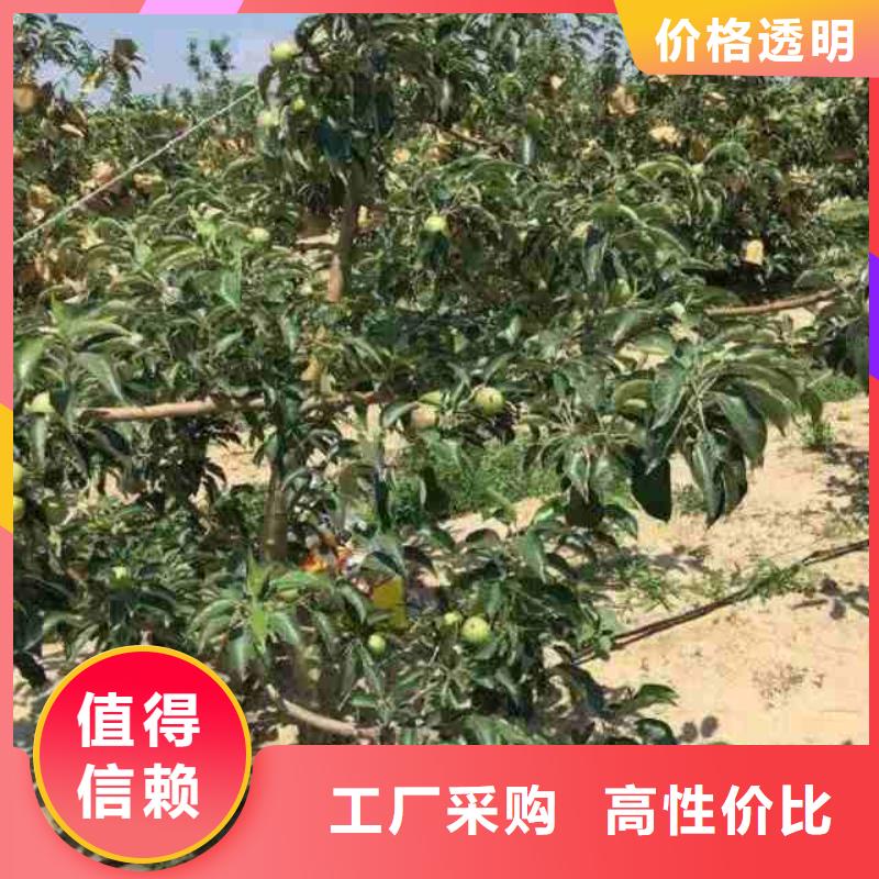 苹果苗花椒苗无中间商厂家直销