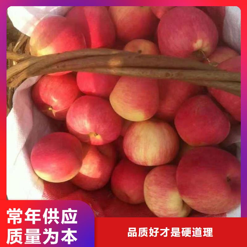 苹果苗花椒苗高品质现货销售