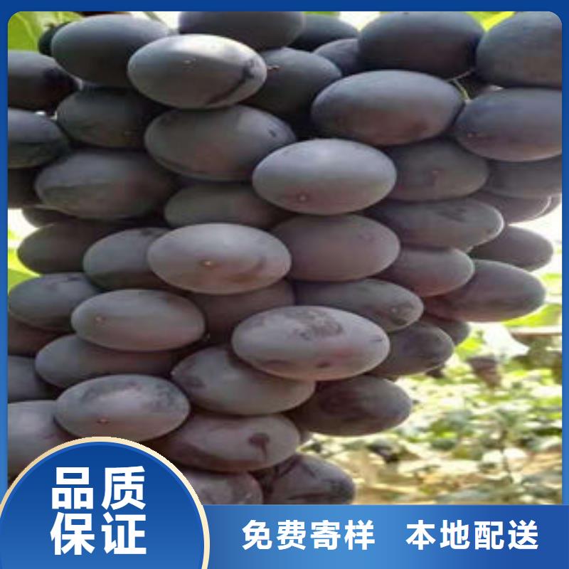 本地【源厂直接供货 葡萄苗-花椒苗一站式采购商家】_货品齐全