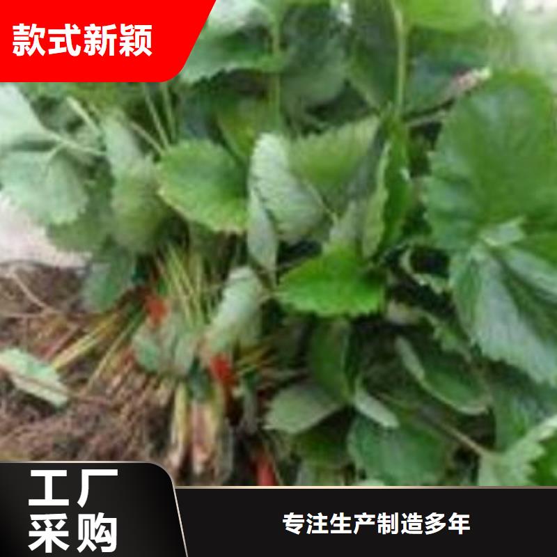 草莓苗山楂苗现货供应