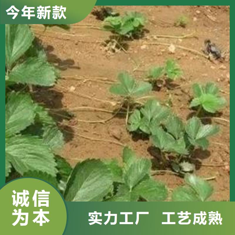 草莓苗【板栗苗】厂家现货供应