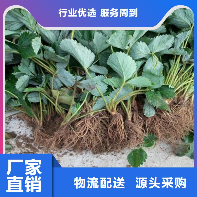 草莓苗【板栗苗】厂家现货供应