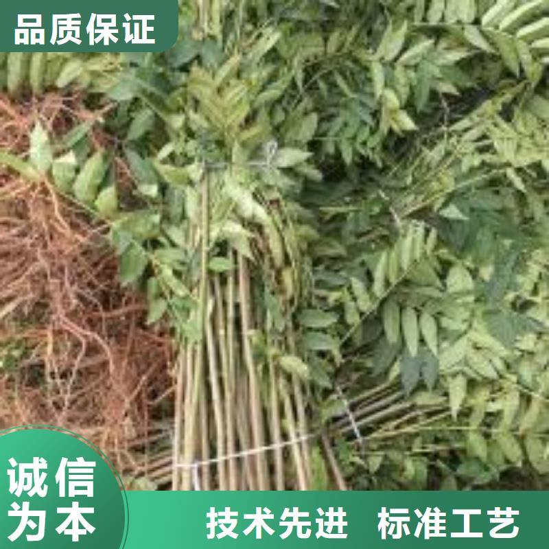 香椿苗山楂苗精品选购