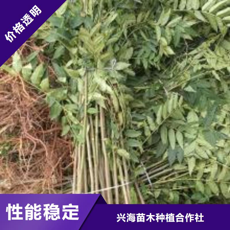 香椿苗梨树苗定制不额外收费