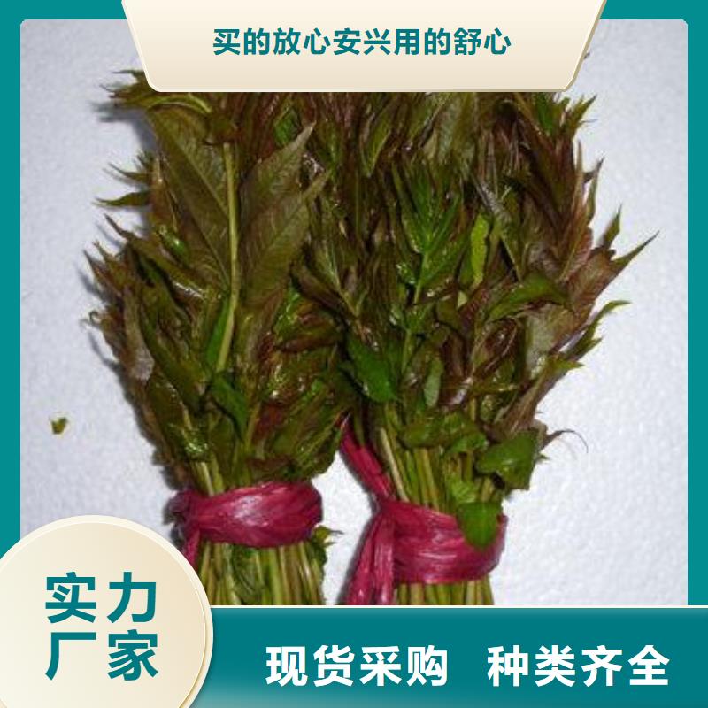 【香椿苗蓝莓苗支持定制批发】