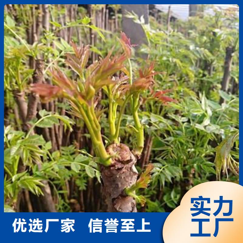 香椿苗花椒苗货品齐全