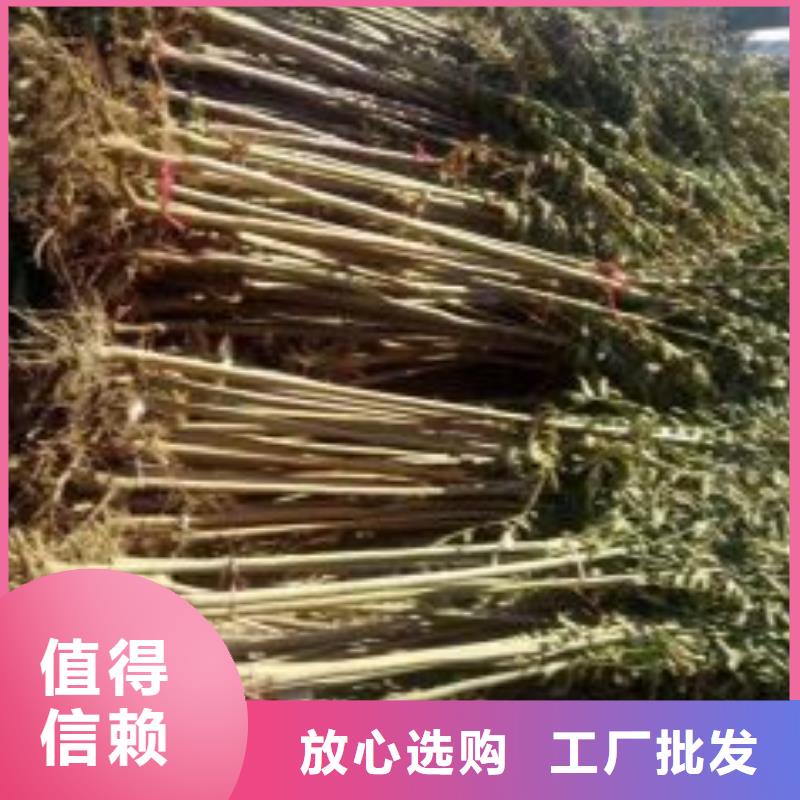 香椿苗花椒苗货品齐全