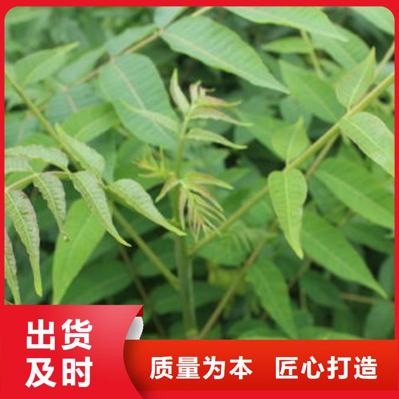 香椿苗蓝莓苗支持大小批量采购