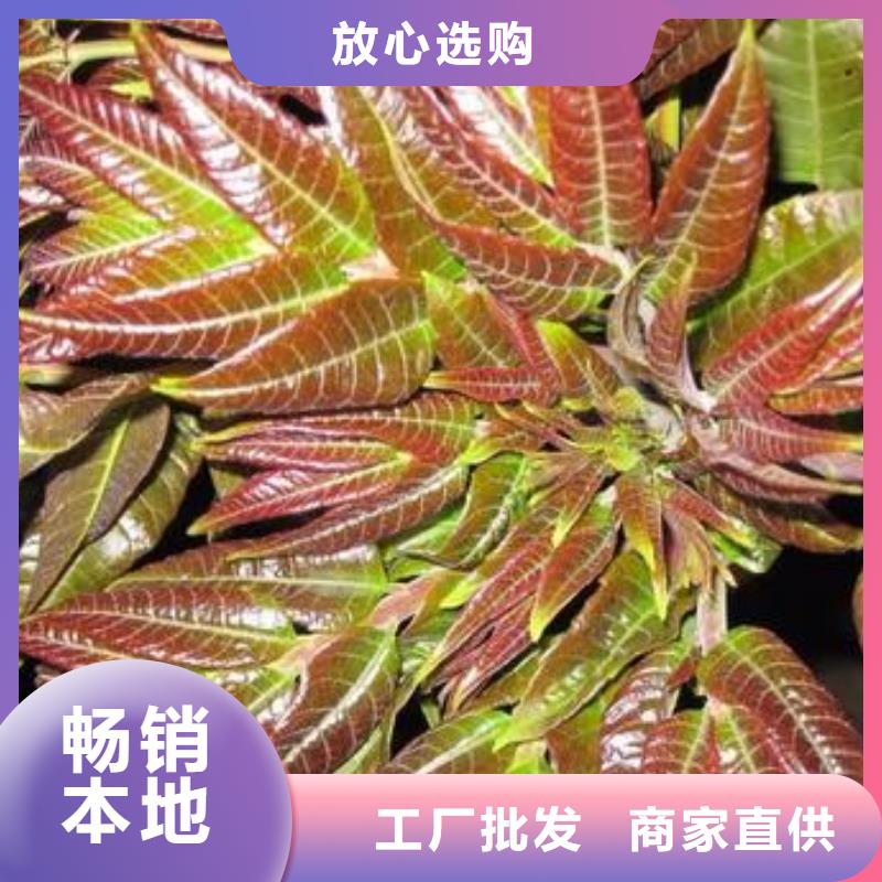 香椿苗【花椒苗】厂家直销规格多样