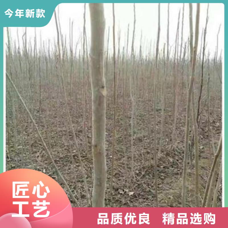 香椿苗_李子苗专业信赖厂家