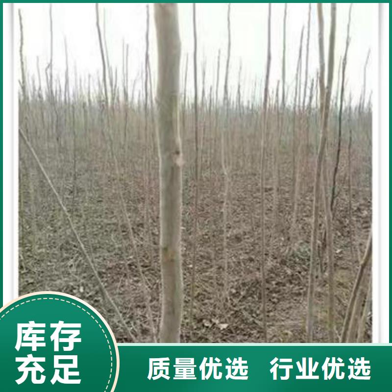 型号全价格低 香椿苗_【核桃苗】精心打造-{兴海}
