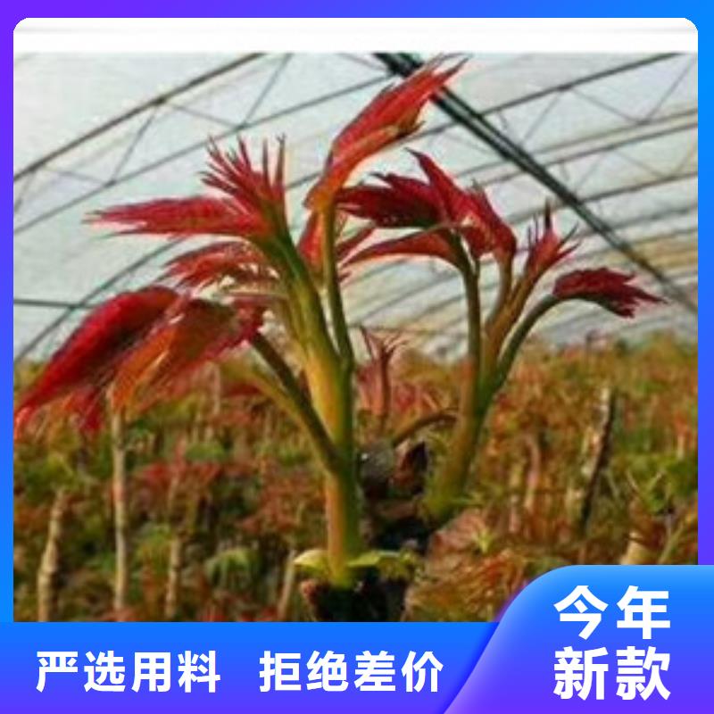 香椿苗蓝莓苗支持大小批量采购