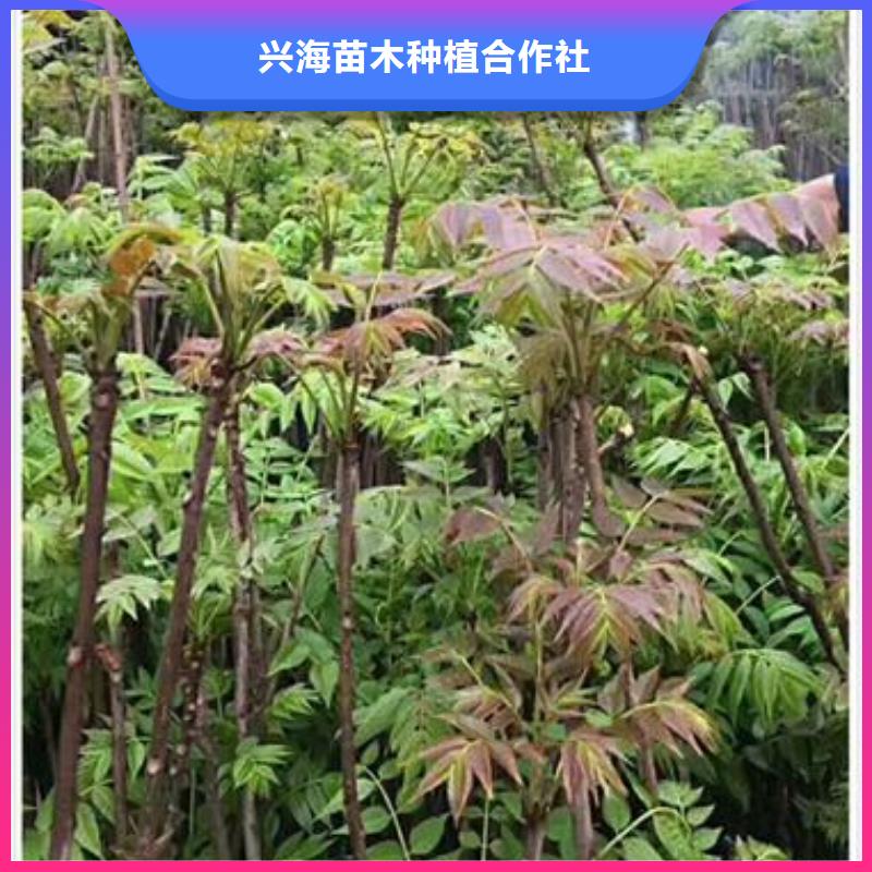 【香椿苗蓝莓苗支持定制批发】